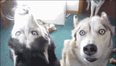 二哈多哥极限逃跑,多哥为什么跟其他哈士奇不一样