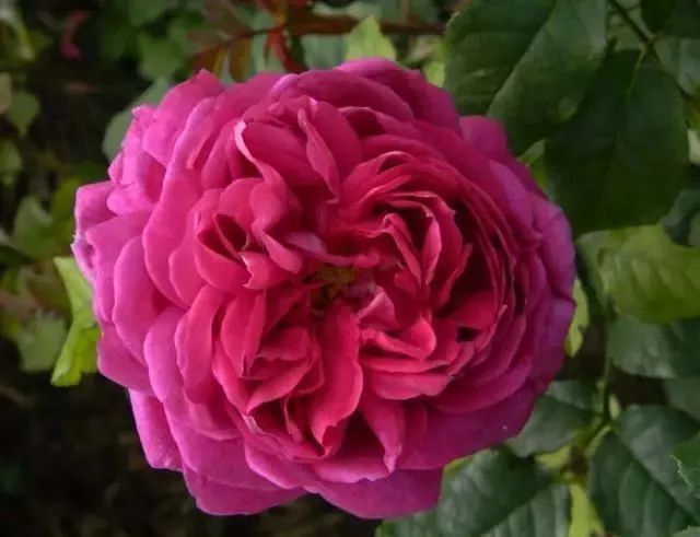 一万年一次的2020520;一起认识100种玫瑰~别送错啊