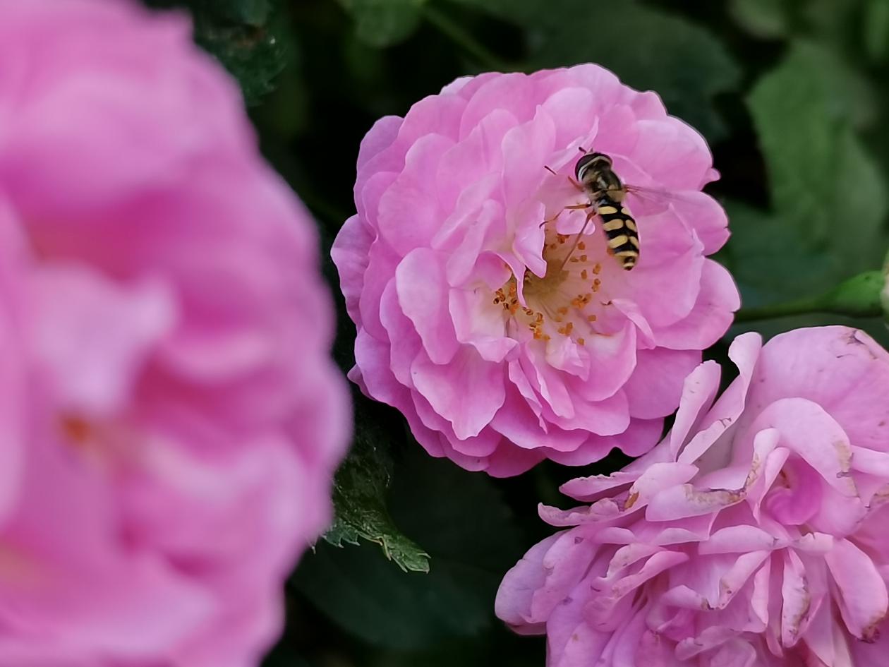 荣耀x10max和华为mate20x5g,荣耀x10测评对比华为畅享20