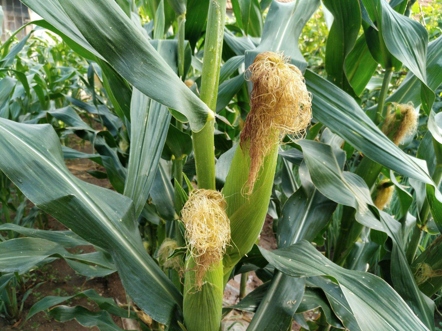 玉米种需要二次包衣吗,购买的玉米种怕冻吗