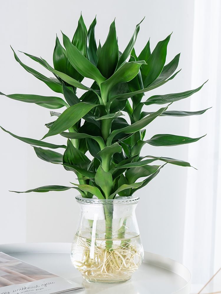 十大最好养的绿萝花,九种养不死的花