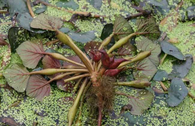 5种食物易含寄生虫最好不要生吃,4种食物不要让小孩吃影响智力