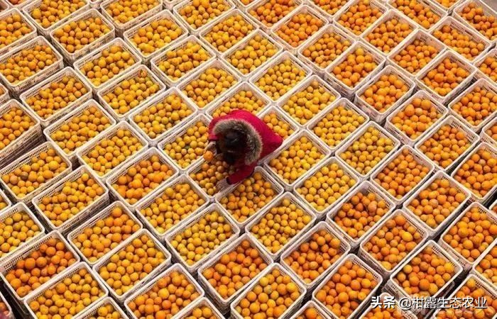 柑橘行情下滑,柑橘行情不好时如何卖农药