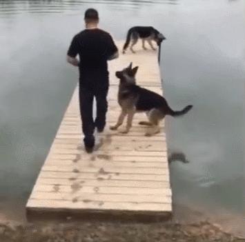 怎么才算纯种泰迪狗呢图片,纯种狗和非纯种狗的区别哪个好