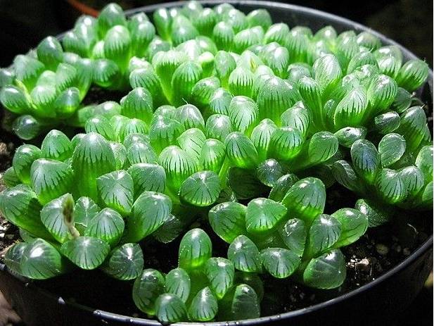 最全多肉图鉴大全,图鉴植物