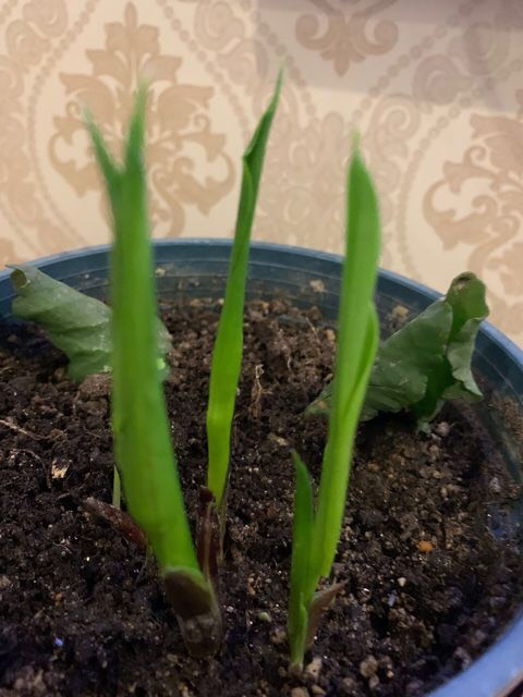 家庭阳台栽培最好的花卉,适合阳台种植的不死苗盆栽