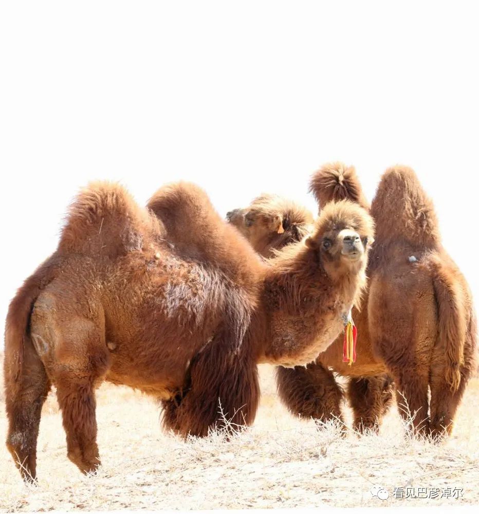 戈壁红驼，乌拉特草原上的珍珠