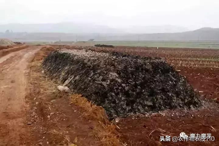 四川魔芋种植基地新技术,魔芋种植用什么肥料最好