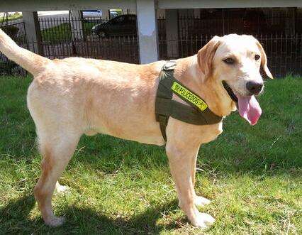 关于狗狗的10个“冷知识”，很多铲屎官都不知道