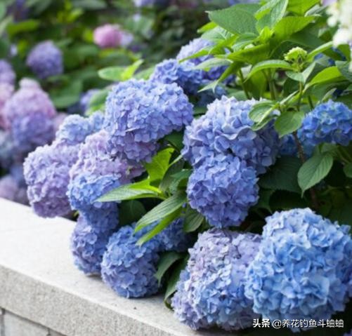 绣球为什么老是烂叶子,绣球修剪成光杆不发芽怎么回事