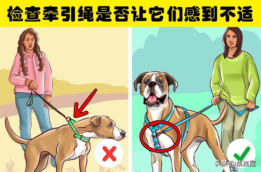 如何引导狗狗适应牵引绳,狗狗牵引绳太大了怎么办