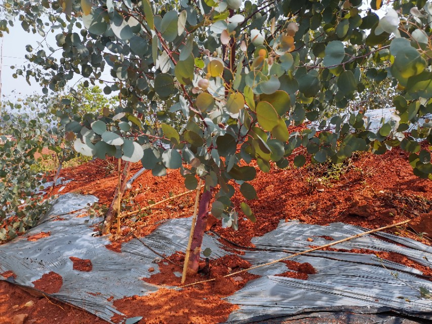 选好优质品种年年大丰收,选好品种好种苗好技术