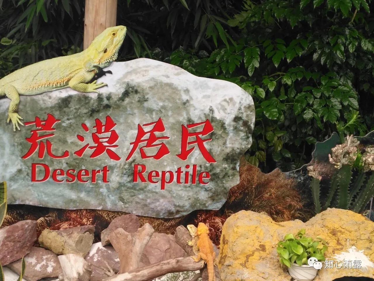 长隆飞鸟乐园拍鸟攻略,广州长隆飞鸟乐园可以摸哪些鸟