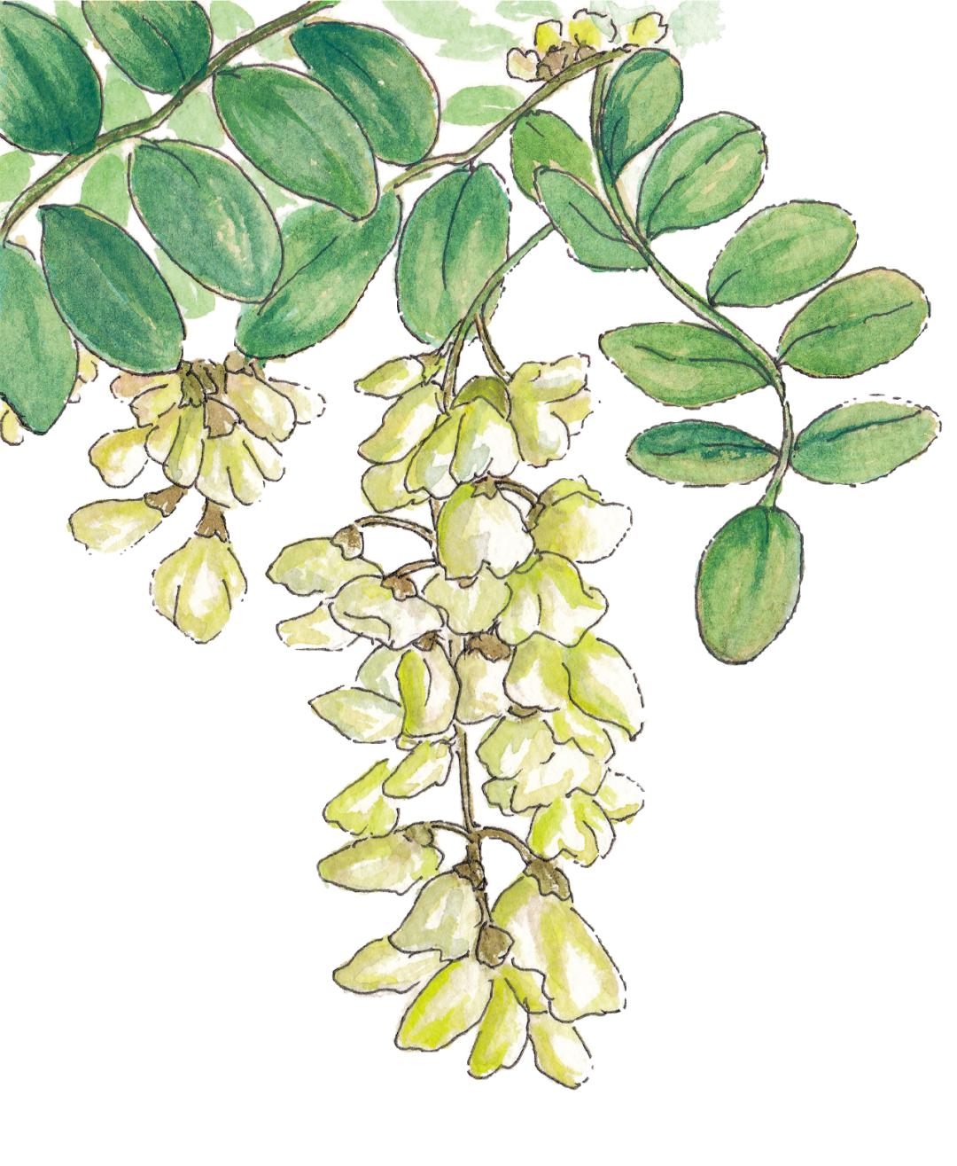 土狗老黑闯祸了读后感开头怎么写,土狗老黑闯祸了适合几年级学生看