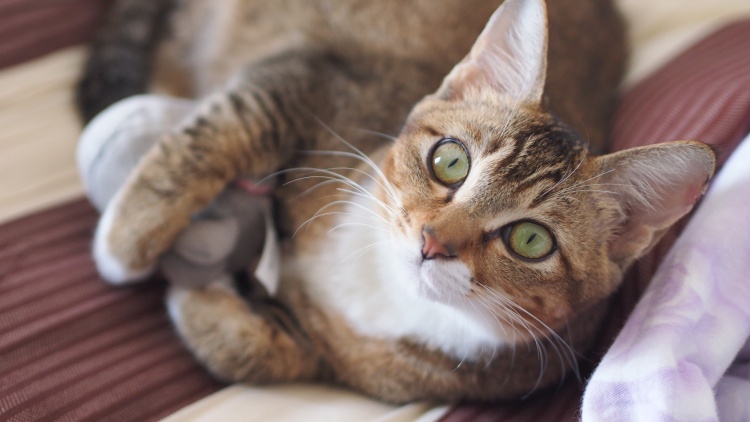 公猫不做绝育的危害,公猫不绝育有什么危害么