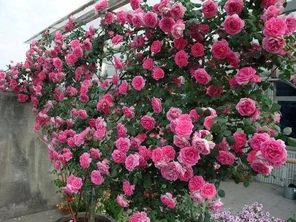 藤本月季秋季怎么修剪才会花墙,最丰花多季开花的藤本月季