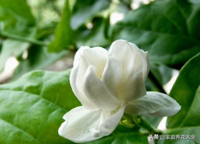 茉莉盆土怎么处理,茉莉土壤板结怎么办