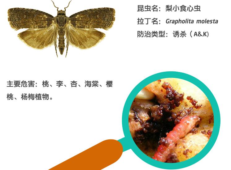 梨小食心虫最新防治,新型防治梨小食心虫特效药
