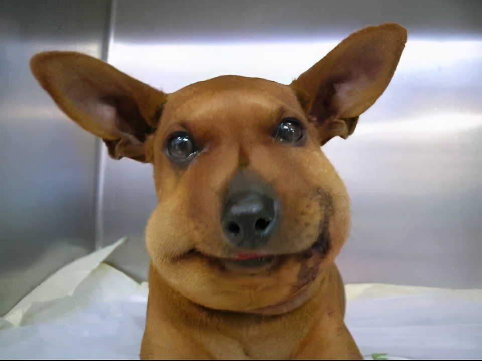 狗狗吃蜜蜂被蜜蜂蛰了怎么办,狗狗被马蜂蛰了流脓怎么办