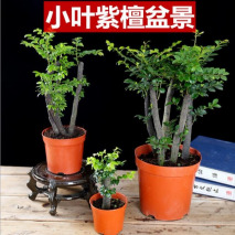 柠檬桂花茉莉花哪种可以驱蚊,室内盆栽植物带香桂花