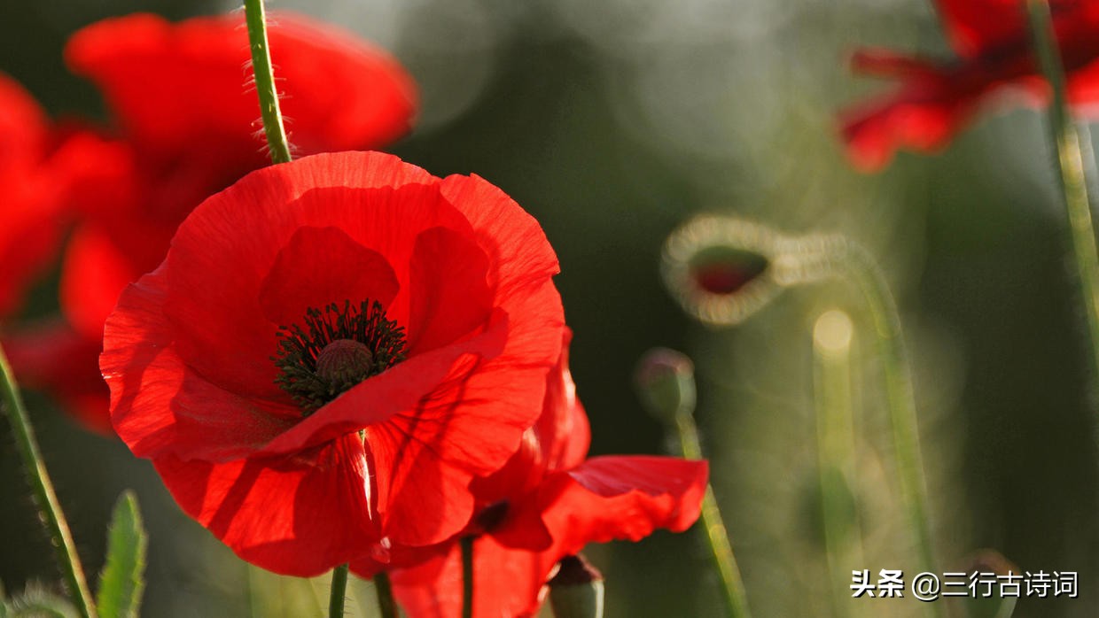 迎驾寒雪自听风，笑对冷霜傲苍穹