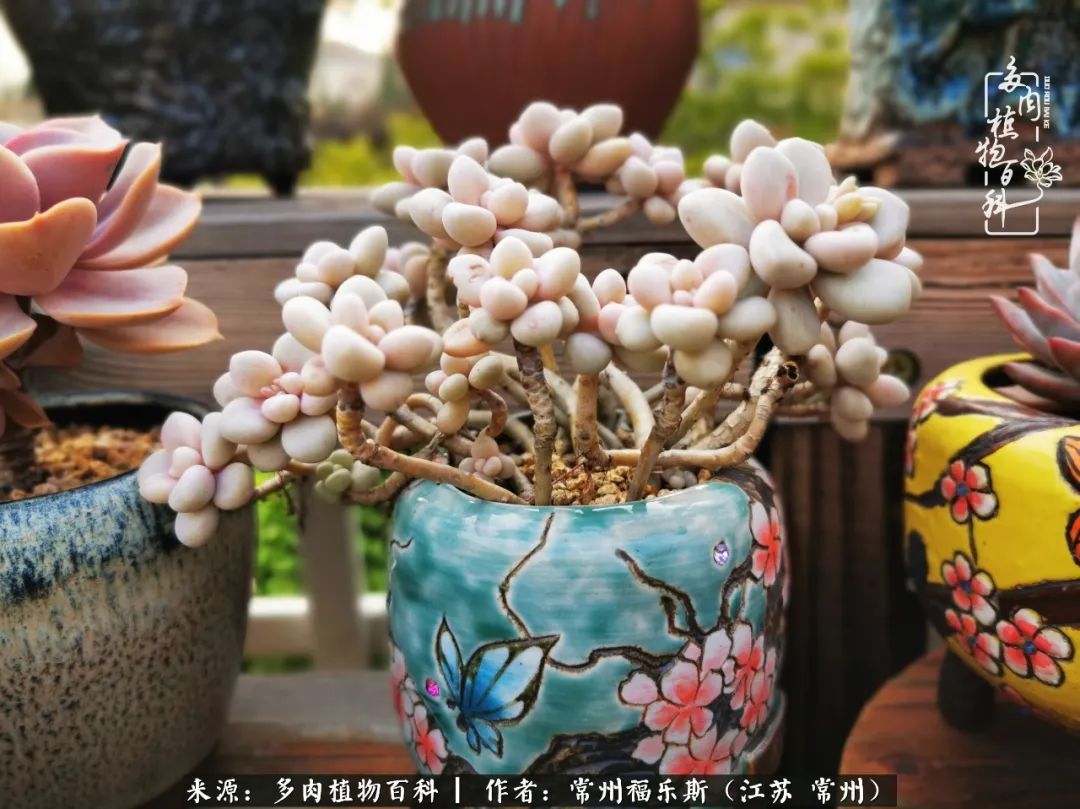 多肉是一处景物吗,多肉也有一道靓丽的风景