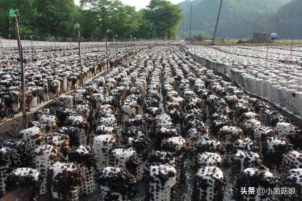 椴木黑木耳种植前景,黑木耳种植赚钱吗