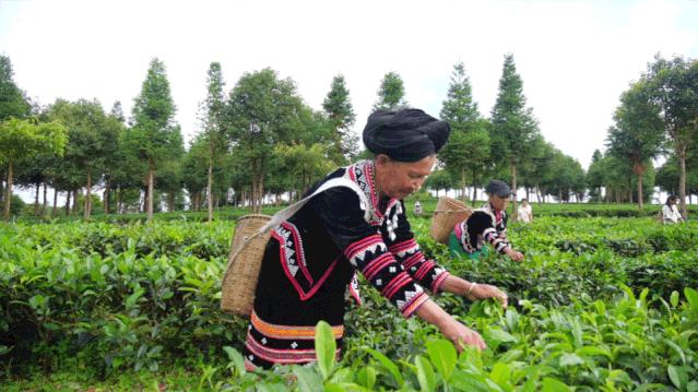 美丽云南神奇西双版纳,美丽的西双版纳人间仙境美如画