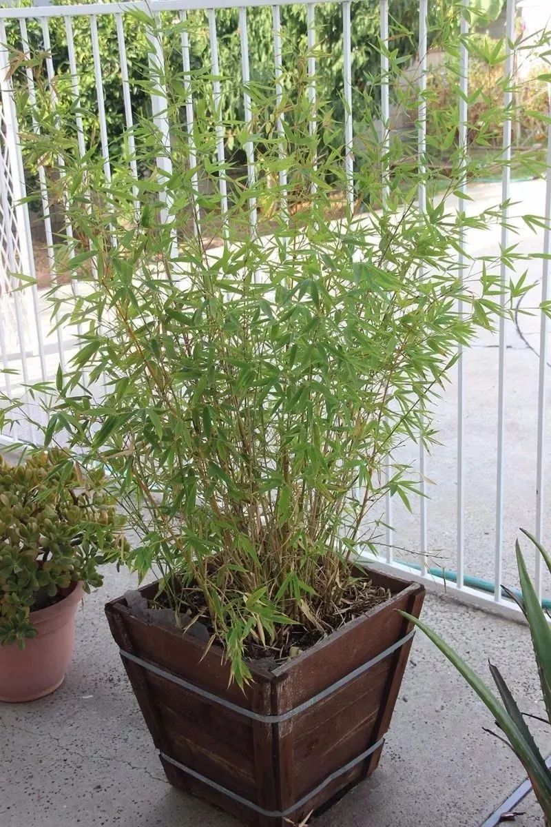 盆栽竹子好养吗,家里养盆栽竹子养几根合适