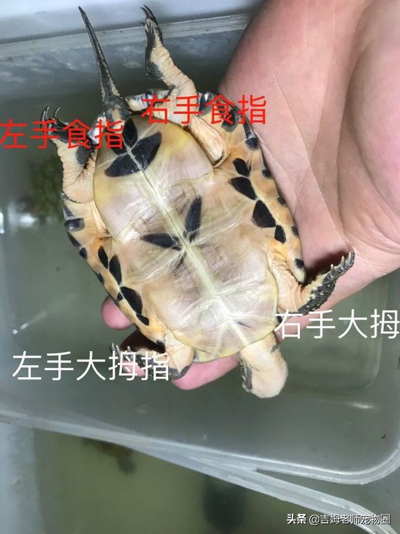 乌龟放水里一直游到岸边怎么办,乌龟溺水后眼睛是睁的还是闭的