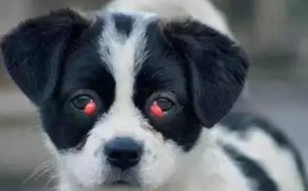 狗狗眼睛生病的六大征兆,要警惕狗狗哪些突发疾病