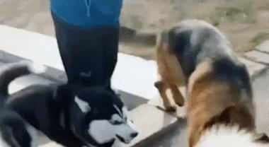 狗狗脾气变暴躁的原因及解决方法,狗狗脾气不好总咬人怎么回事