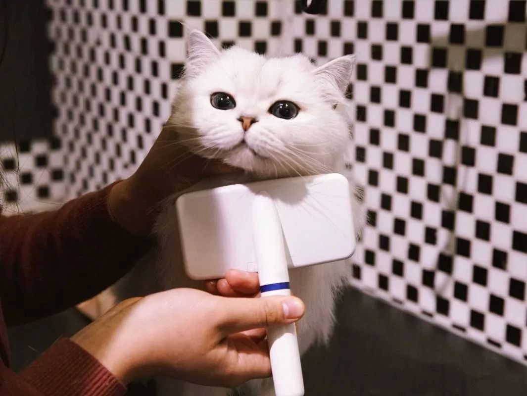 在家冬季给猫咪洗澡要注意什么,北方冬天猫咪洗澡