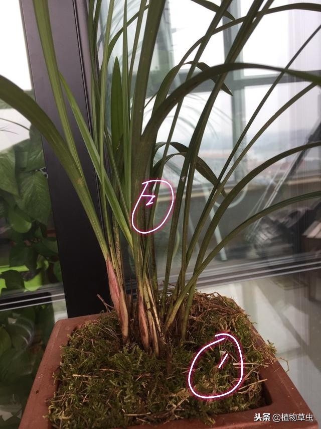 刚上盆的兰花叶子上有小黑点,兰花上盆时黑色的脏东西要清理吗