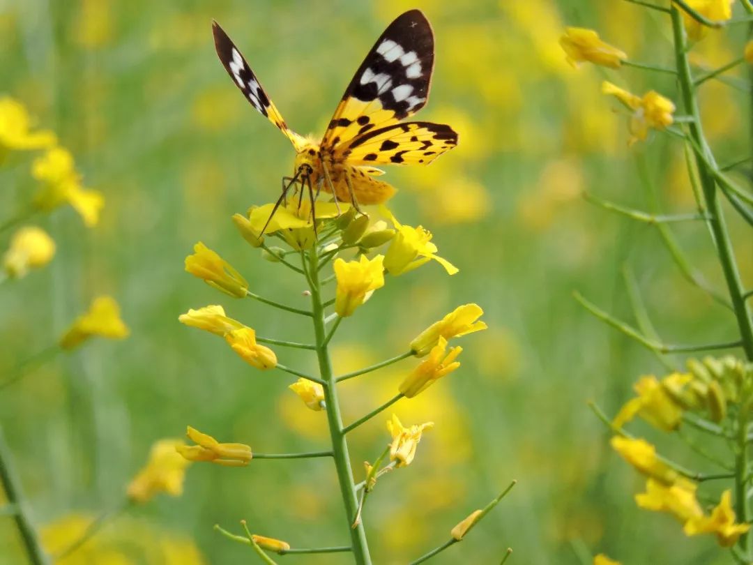 传说中的蛊虫真的有吗,传说中的扑棱蛾子