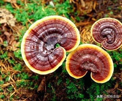 赤灵芝可以人工种植吗,赤灵芝煲汤的做法