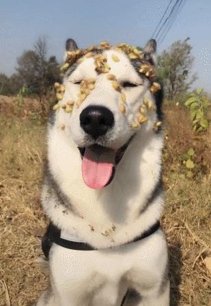 被变异的动物有什么情况,被变异的动物有多可怕