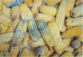 肉鸡养殖各个阶段用药流程,肉鸡养殖防治