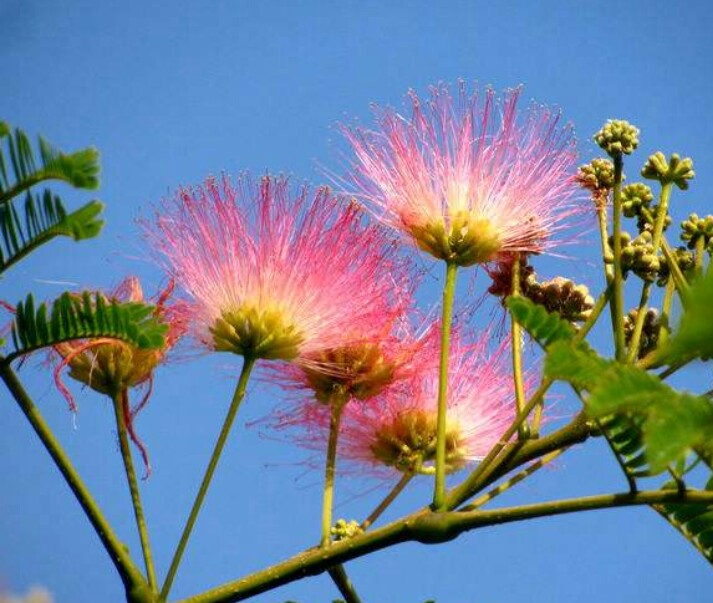 *欢合**花：花美叶美、有色有香的*欢合**花，管理与栽培