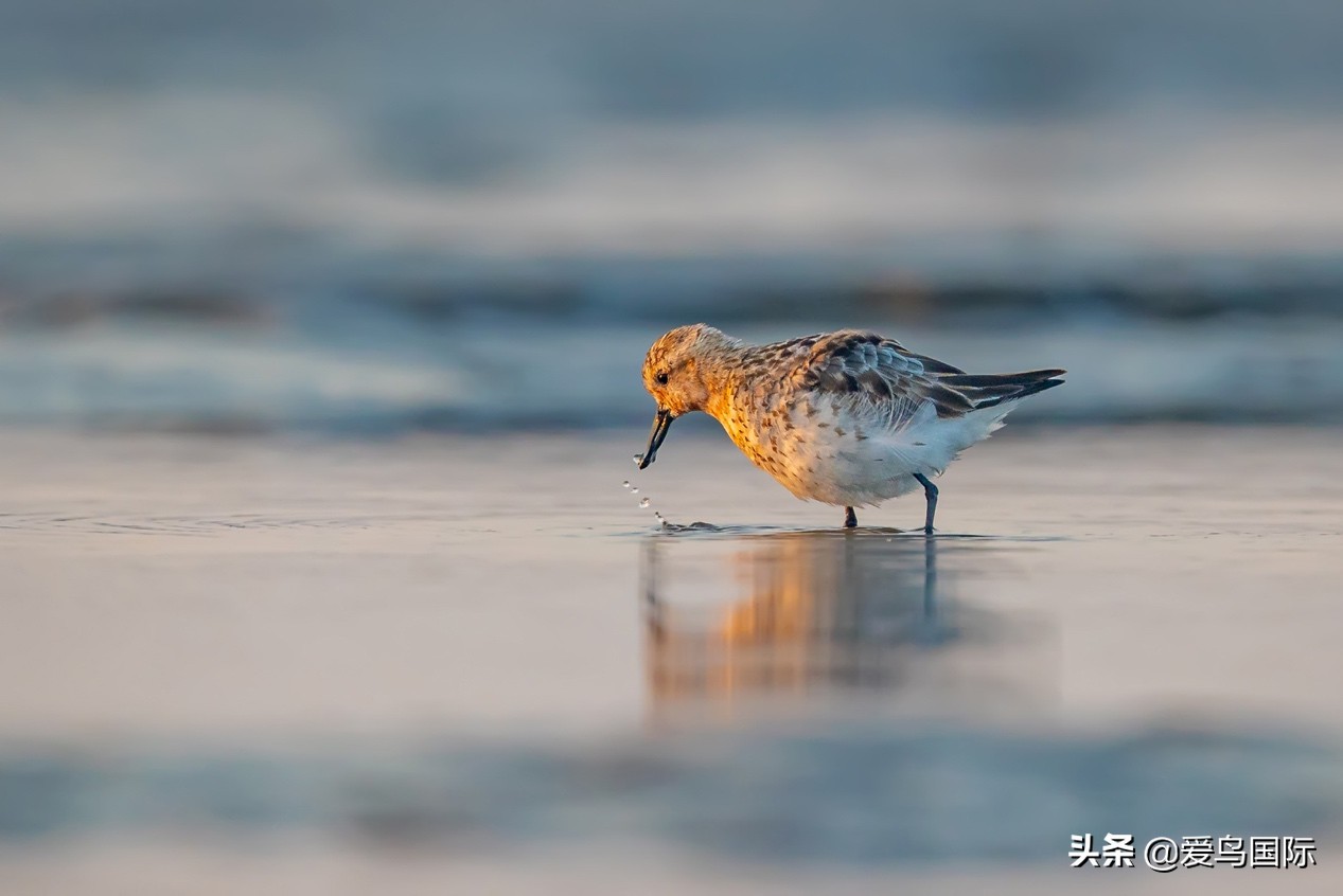 勺嘴鹬自带饭勺的小萌物,自带饭勺的勺嘴鹬