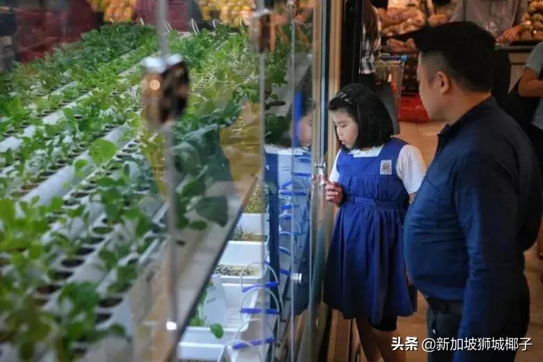 新加坡超市卖的一种糖,新加坡奇葩的东西