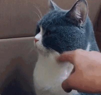 猫放一个屁，全家吃不下饭！真的好臭啊啊啊啊啊