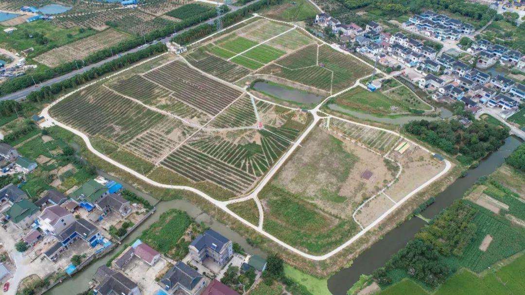 常熟网红基地花海,常熟网红粉黛花海