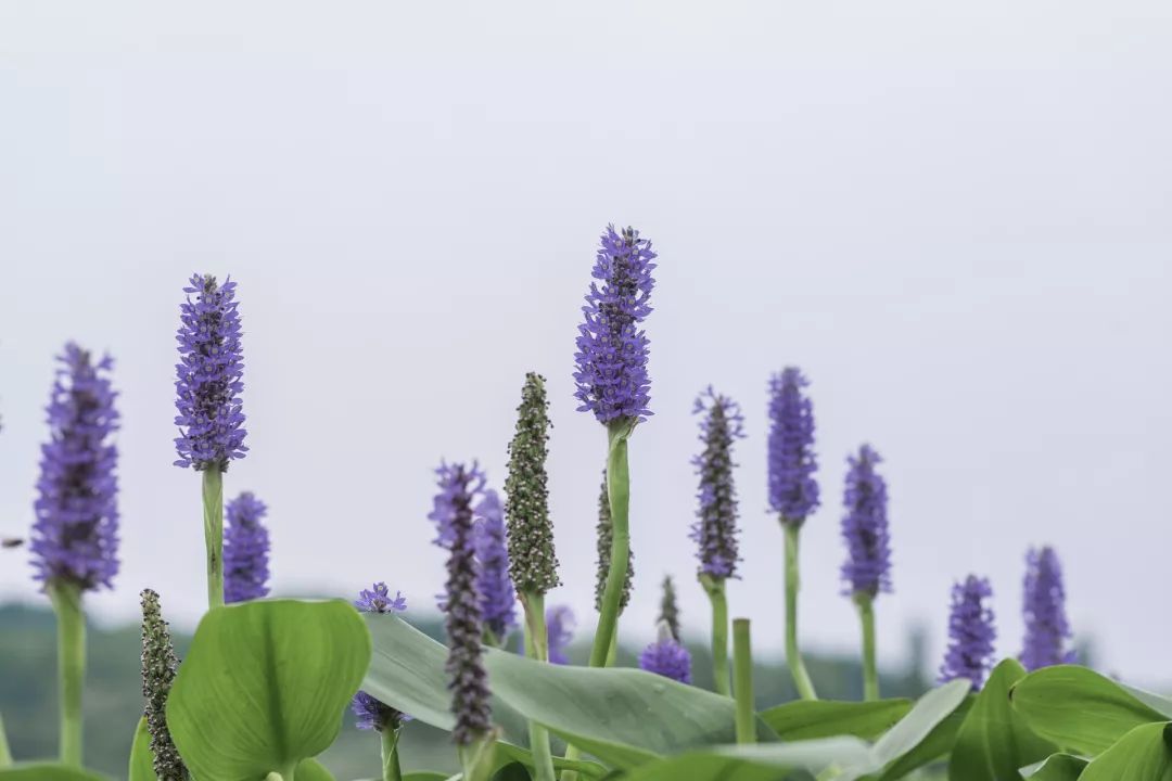 姘寸敓妞嶇墿鑺卞崏,鏅姘寸敓缁挎