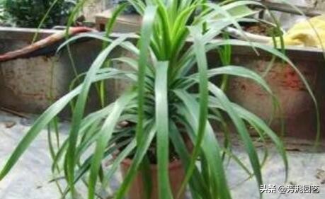 龙血树上方叶尖发黄干枯什么原因,宽叶龙血树叶尖干枯怎么救