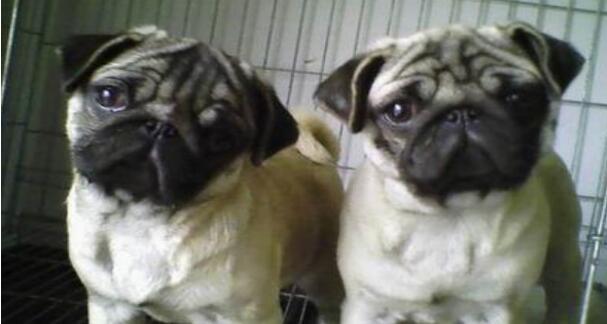 养巴哥狗的优缺点,养巴哥狗的优点和缺点