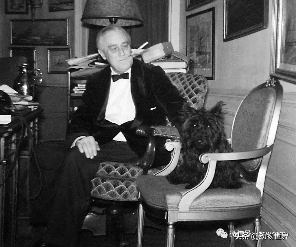 世界各国国宝级动物,世界各地的名贵动物