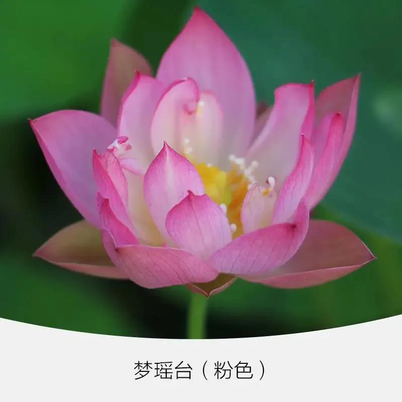 微型丰花碗莲有什么品种,微型碗莲适合种什么花