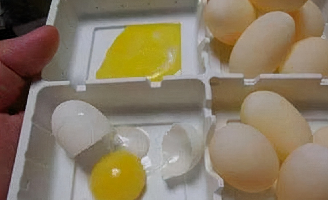 家养的乌龟下蛋了怎么回事,多年的乌龟下蛋了