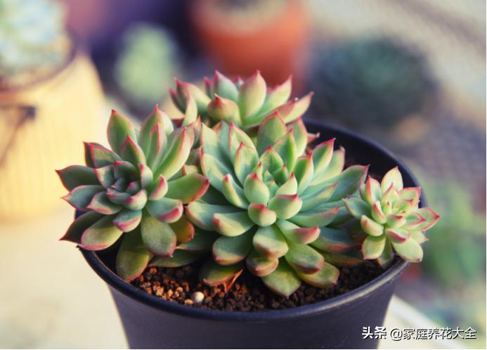 养花土有小黑飞有什么好办法去除,养花小黑飞